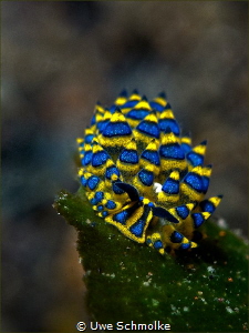 Costasiella sp.? by Uwe Schmolke 